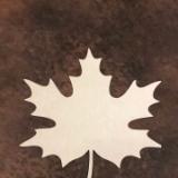 Maple leaf